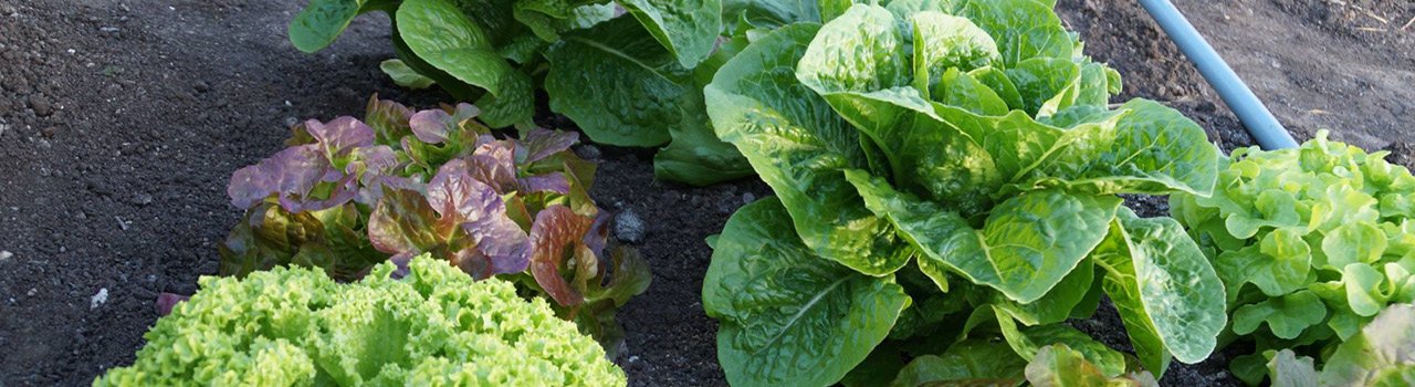 De veense volkstuin, roelofarendsveen, oude wetering, nieuwe wetering, leimuiden, nieuw vennep, abbenes, Ter Aar, leiderdorp, Leiden, biologisch, groenten, fruit, planten, bloemen, huren, volkstuin